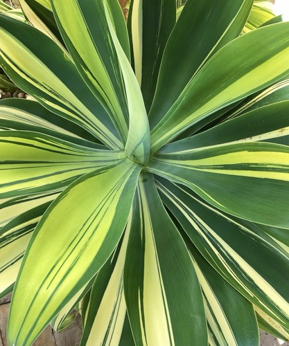 Succulent agave attenuata - succulent, -agave