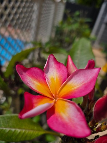 Frangipani plumeria bolero - plumeria,