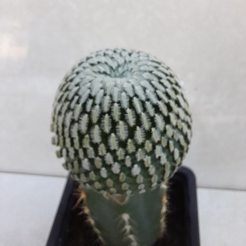 Turbinicarpus pseudopectinatus - turbinicarpus,
