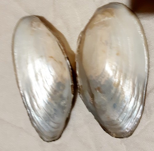 Conchiglia madreperla del 900 - conchiglia, del'900