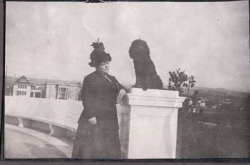Photograph hunting dog - photograph,