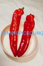 40 Semi Peperone Corno Rosso