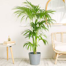 100 Semillas Palmera Kentia