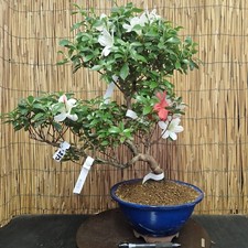 Bonsai di Azalea h 54cm Visita
