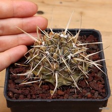 Notocactus sp. Vaso 9 cm