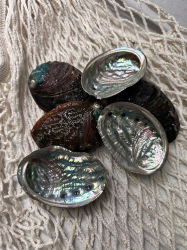 Conchiglia abalone vera - abalone,
