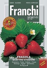 100 Semi / Seeds FRAGOLA 4