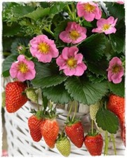 FRAGOLA RIFIORENTE 'Tutù' A