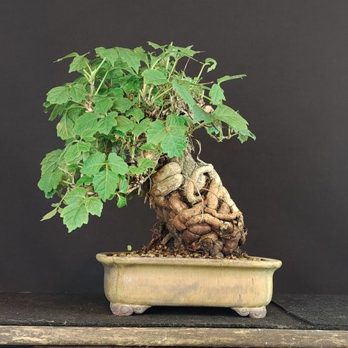 Bonsai vite giapponese - di,