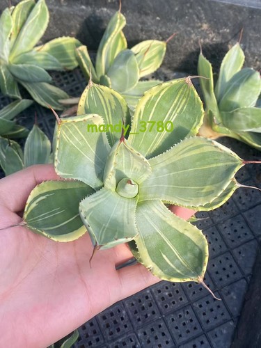 Rara pianta succulenta - , agave
