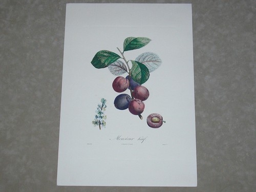 Stampa torchio colorata - a,