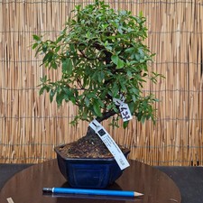 Bonsai di Azalea h 34cm Visita