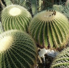 100 Semi Echinocactus Grusonii. Cuscino Della Suocera 100 Semi Selezionati