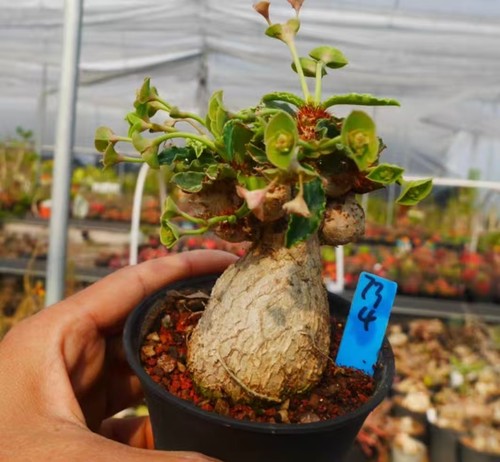 Rare cacti live - cacti, euphorbia