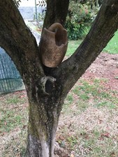 ORCIO/Anforina etrusca