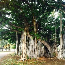 Ficus benghalensis banyan - ficus, benghalensis,