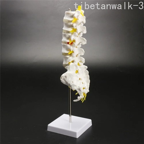 Modello anatomico anatomico