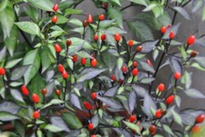 Peperoncino - Viola "Viola Viola" 25 SEMI