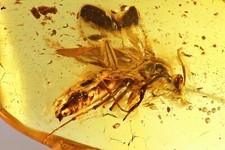 Formicidae formica alata