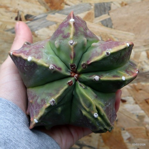 K052 astrophytum myriostigma - k052,