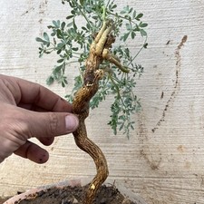 Bonsai Ruta graveolens. Ruta