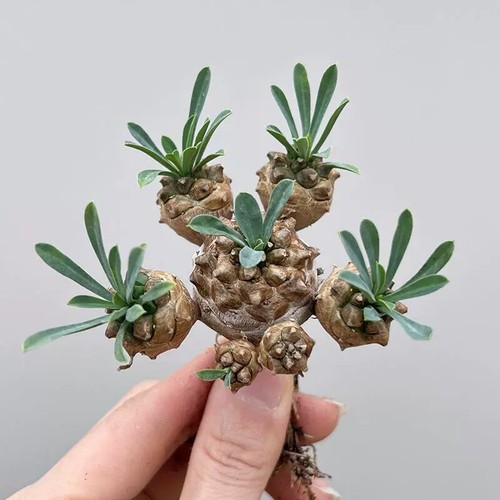 Pianta cactus succulenta 8 - di,