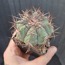 Echinocactus horizonthalonius