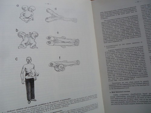 Ontogenese evolution - ontogenese,