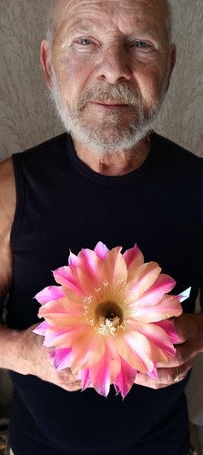 Echinopsis-TRICHOCEREUS