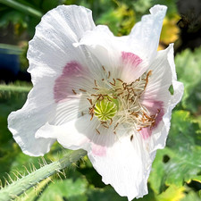 Vero papavero da sonno ☆Florist's Pod Poppy☆ ["Bread seed"] ~ 6300 semi, 1,5 g+