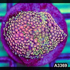 Item#A3369SP3369(S) WYSIWYG