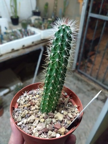 Echinocereus san edroensis - echinocereus,