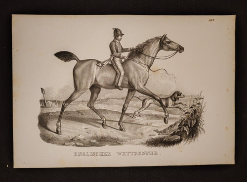 Cavallo corsa inglese razza - da,