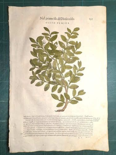 Mattioli matthioli erbario - mattioli,