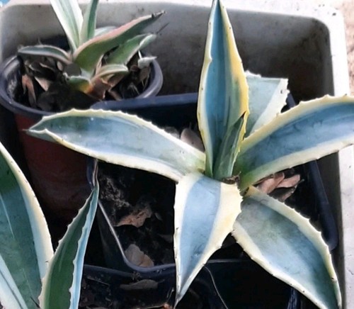 Agave americana variegated - americana,