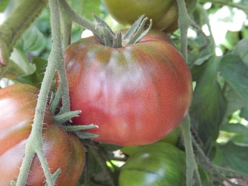 Cherokee purple pomodoro - pomodoro, dolce