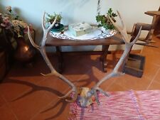 Palco Di Cervo  Completo Con Entrambe Le Corna/ Corna Di Cervo, 90 cm X 85 cm