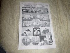 LAMBRUGO   INDUSTRIA CONIGLI ANGORA SOCIETA' ANONIMA  J.C.A.S.A.