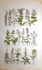 Stampa antica BOTANICA ERBARIO