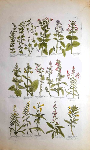 Stampa antica botanica erbario - stampa,