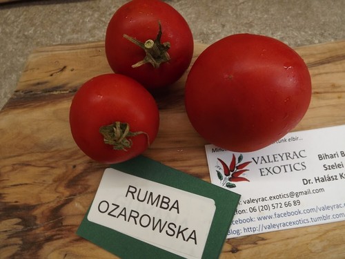Pomodoro rumba ozarowska - rumba,