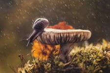 Petzval Modification Helios 44