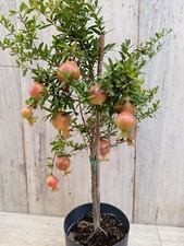 Pianta melograno ornamentale - pianta,