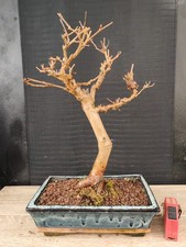 bonsai di gelso h 41 cm visita