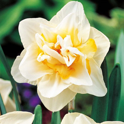 Narcisi bulbi fiori cipolle - fiori,