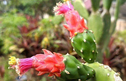 Semi fico india opuntia - di,