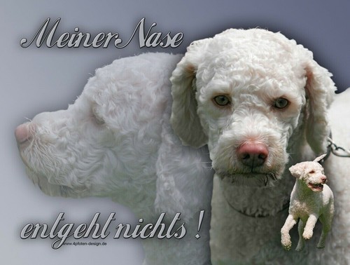 Lagotto romagnolo cane - lagotto,