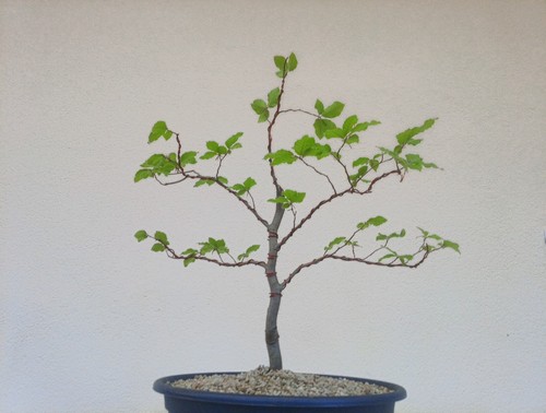 Bonsai faggio alto - bonsai, faggio.alto