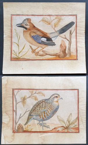 Coppia acquerelli xix - coppia,