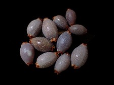 Conchiglia di mare -